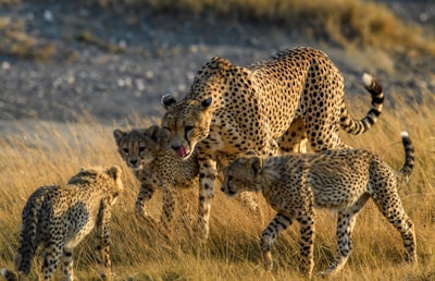 Zafiro Tours Calahorra